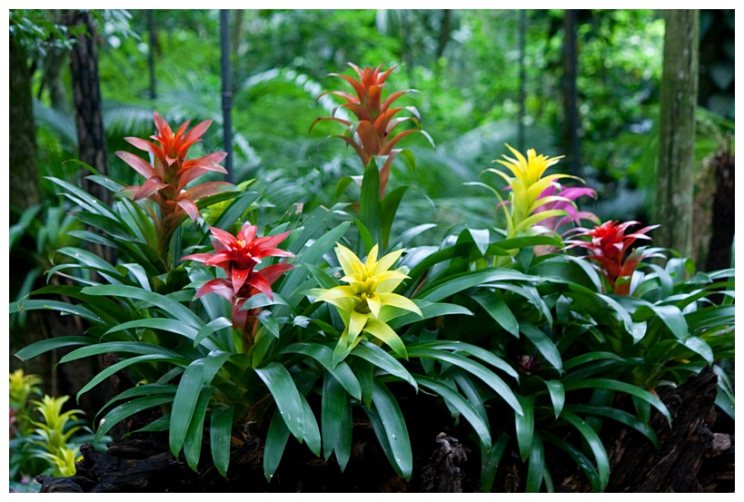 Bromelias