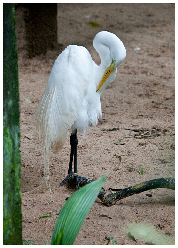 Garza Blanca