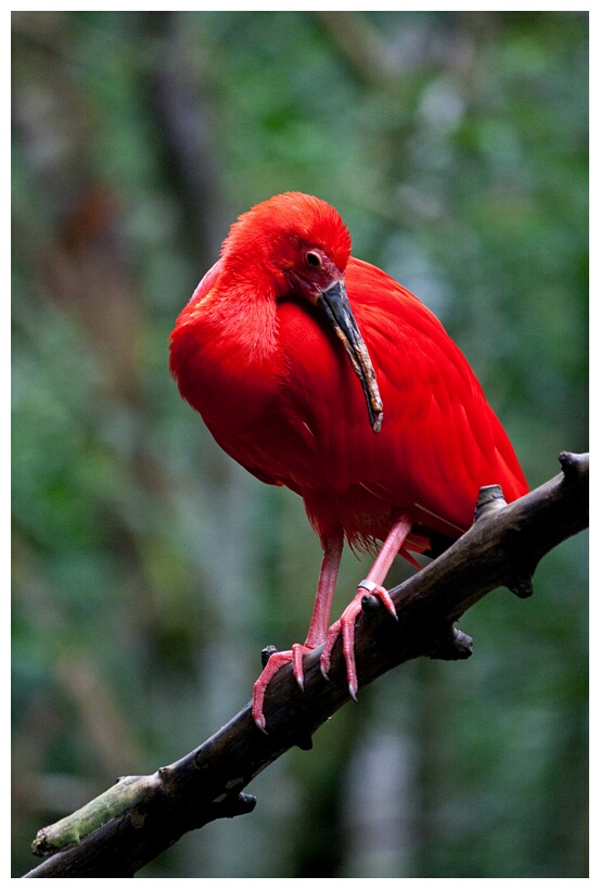 Ibis Escaralata