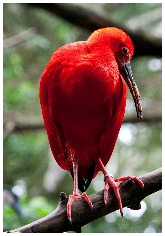 Ibis Escarlata