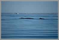 Ballena Franca Austral