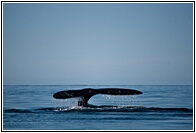 Ballena Franca Austral