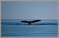 Ballena Franca Austral