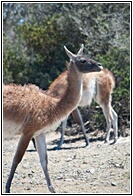 Guanacos