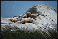 Isla de los Lobos