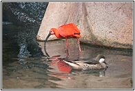 Ibis Escarlata