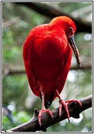 Ibis Escarlata