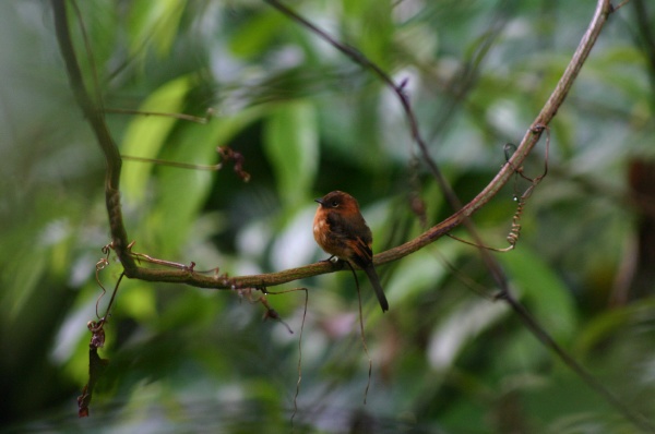 Pajarillo