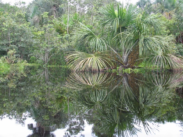 Palmeras