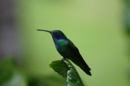 Colibri verde