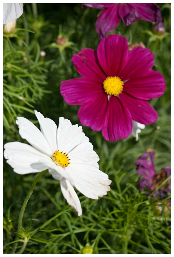 Flowers