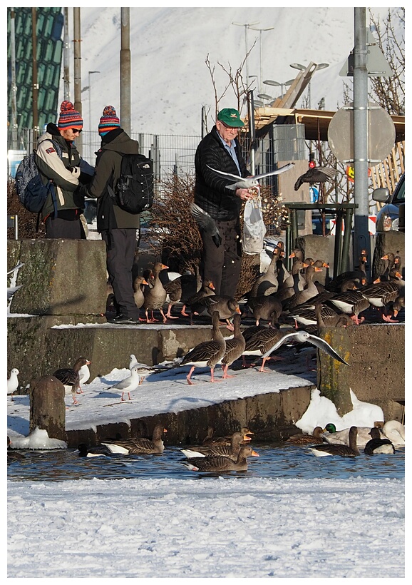 Feeding Ducks