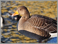 Greylag Goose