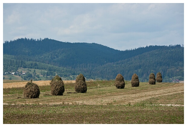 Bucovina Landscape