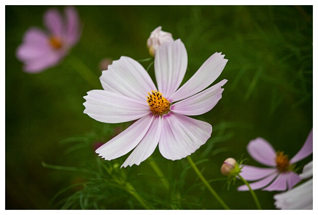 Bucovina Flowers