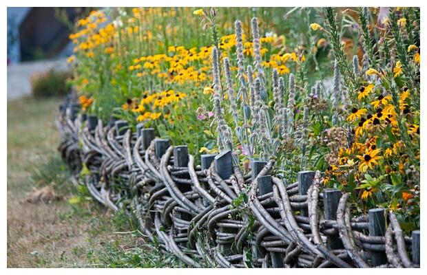 Natural Fence