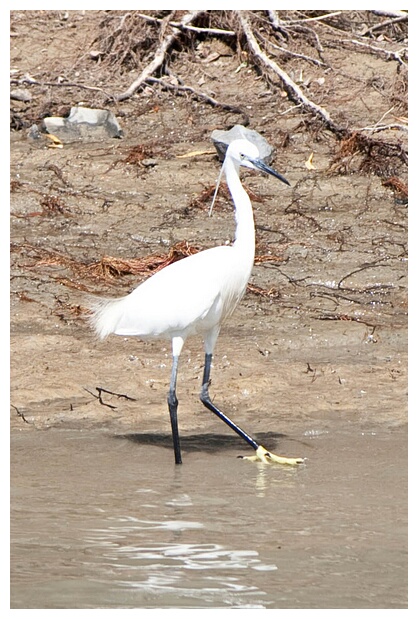 Great White Egret