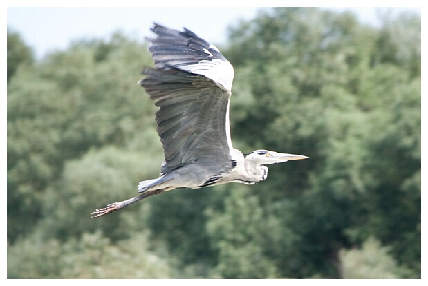 Grey Heron