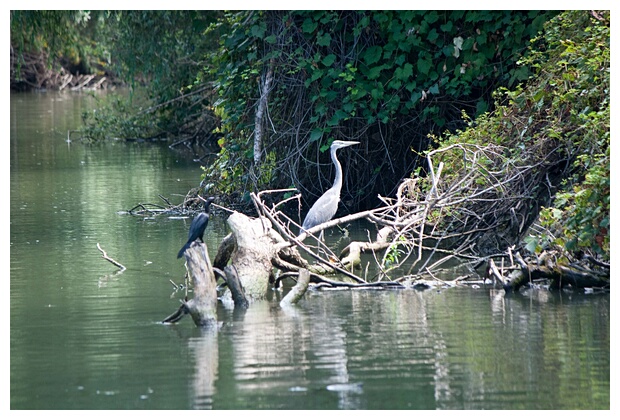 Danube Birds