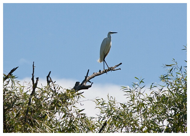 Great White Heron