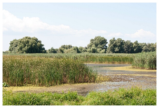 Reed Marshes