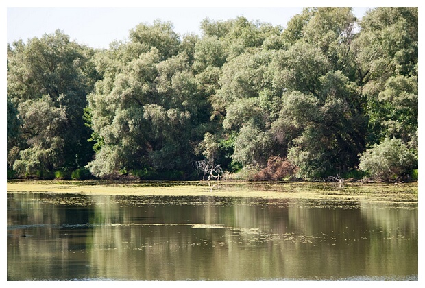 The Danube Delta