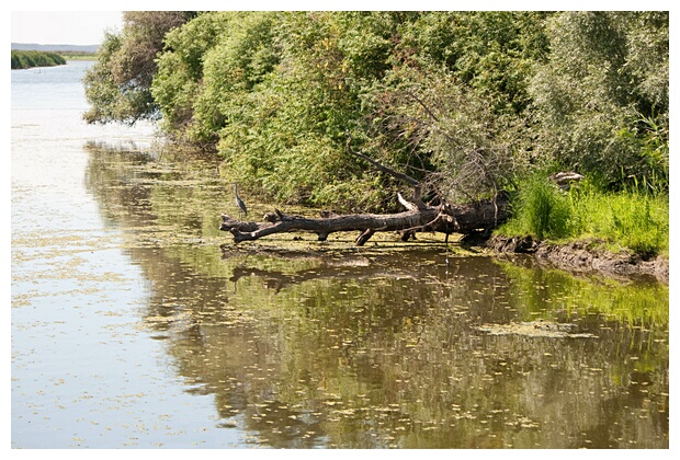 Danube Delta Landscape