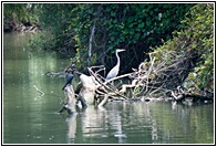 Danube Birds