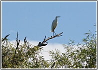 Great White Heron