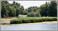 Reeds and Marshes