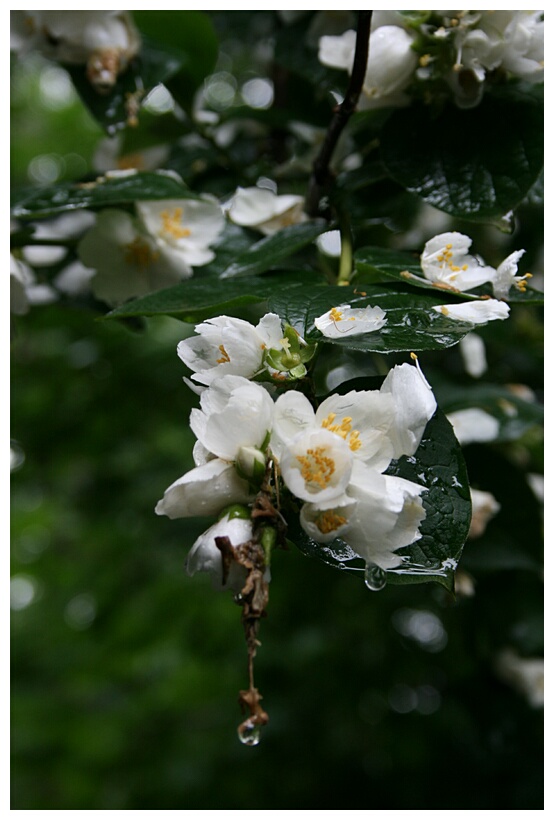 Weaping Flower