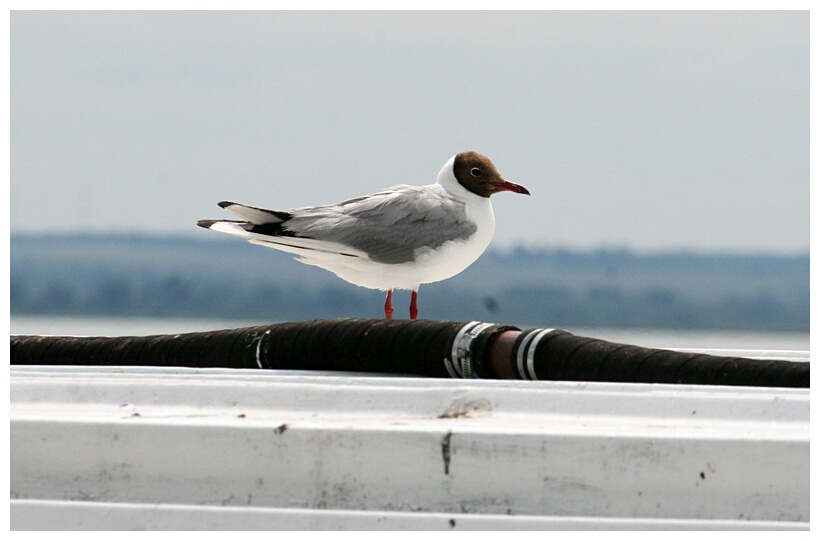 Lake Nero Birds