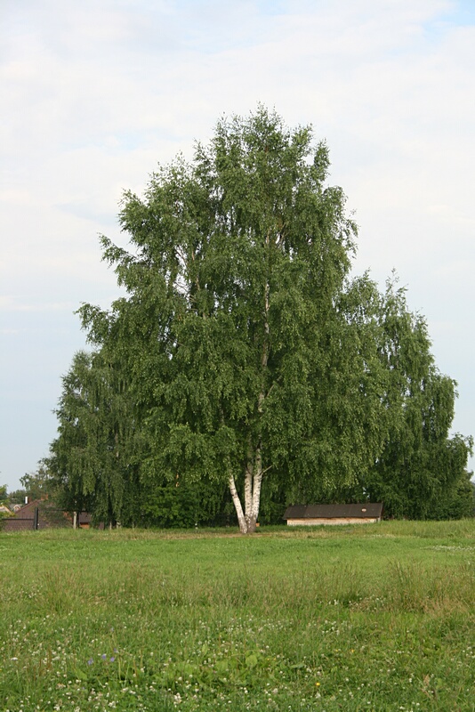 Big Birch