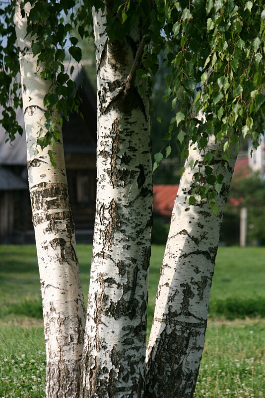 Birch Logs