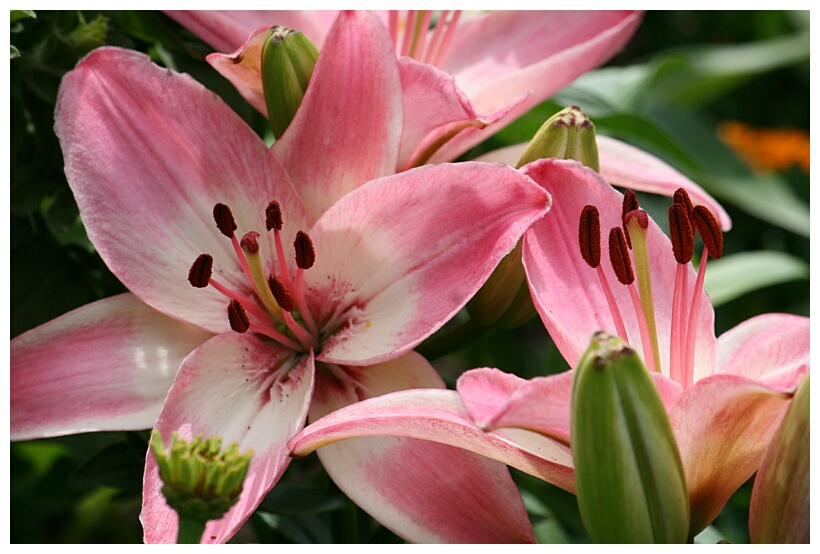 Lily Flowers