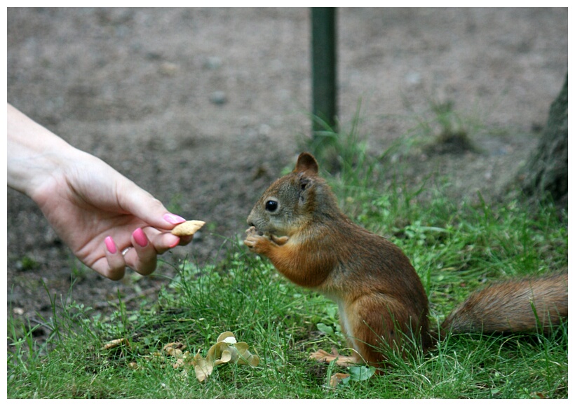 Eating a Squirrel