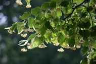 Limes Trees