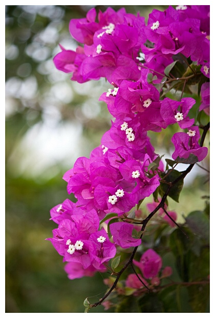 Bougainvillea