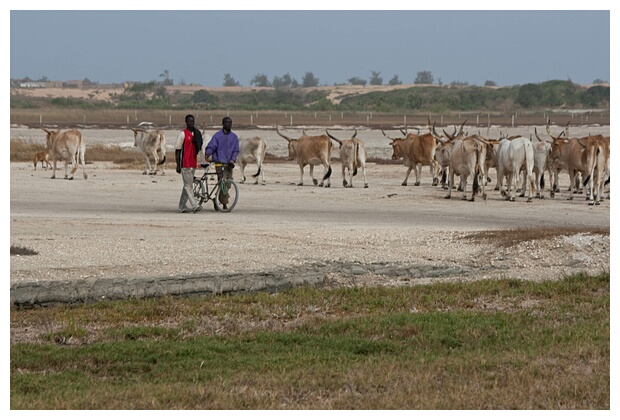 Men and Cows