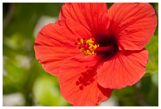 Hibiscus