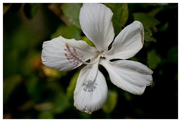 White Flower