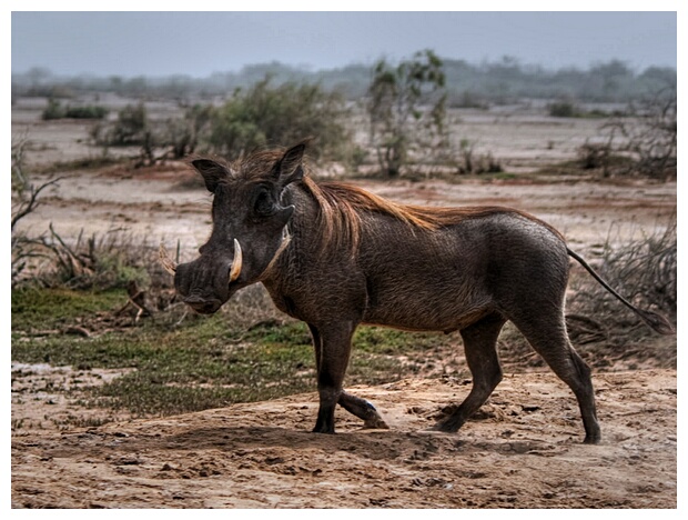 Warthog