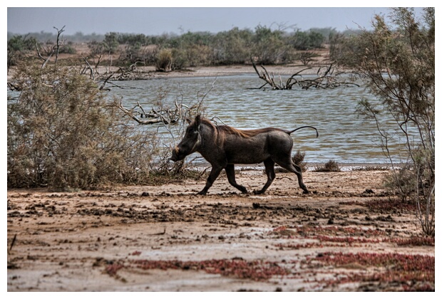 Warthog