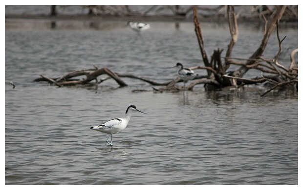 Avocet