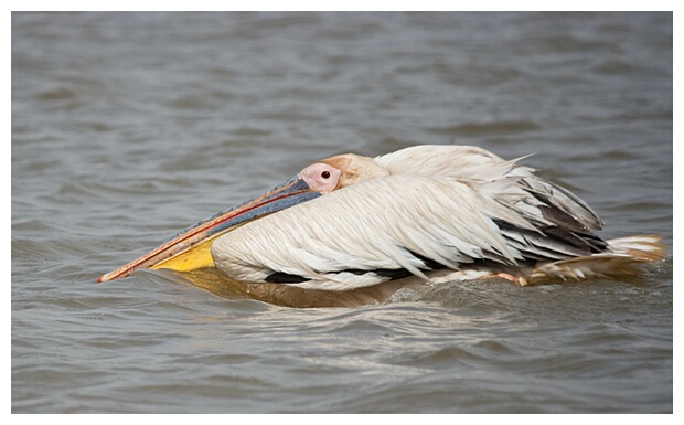 Pelican