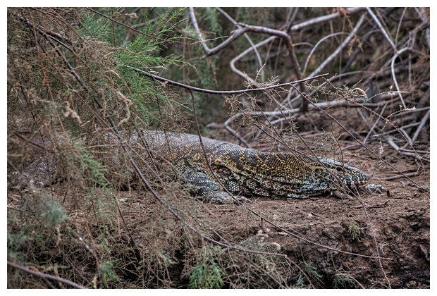 Monitor Lizard