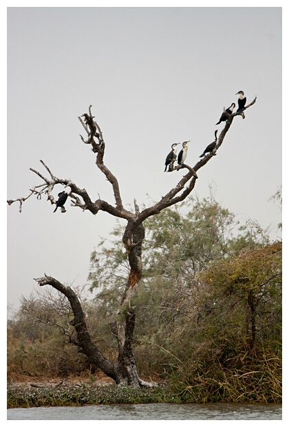 Great Cormorants