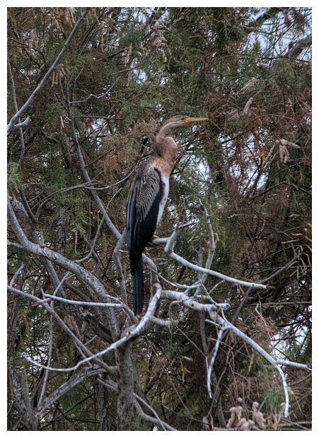 Purple Heron