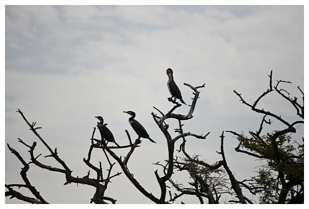 Cormorants Silhouettes