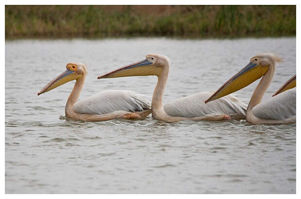 Pelicans